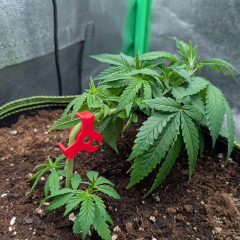 North Thunderfuck growlog timeline photo