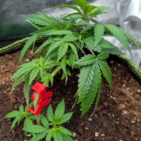 North Thunderfuck growlog timeline photo