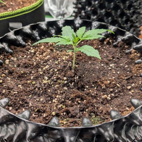 Northern Gaint growlog timeline photo