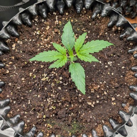 Northern Gaint growlog timeline photo