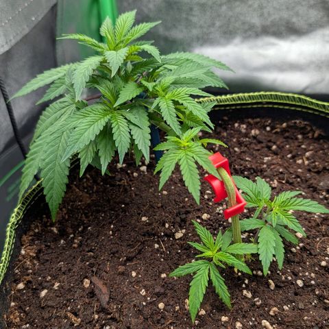 North Thunderfuck growlog timeline photo