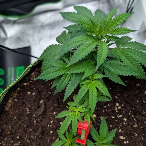 North Thunderfuck growlog timeline photo