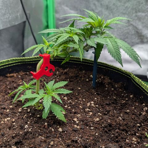 North Thunderfuck growlog timeline photo