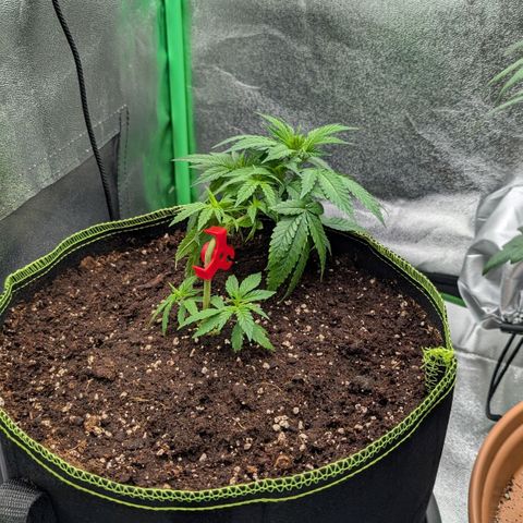 North Thunderfuck growlog timeline photo