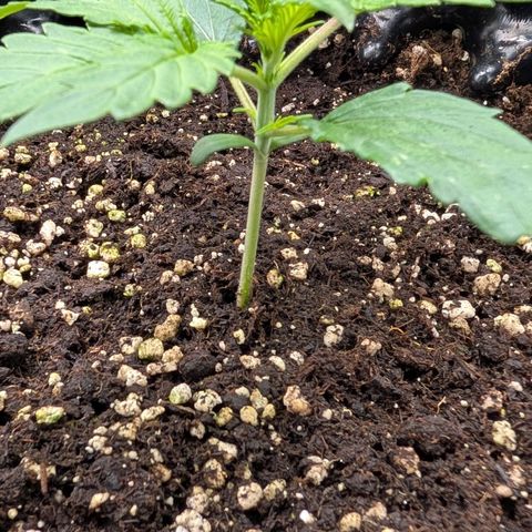 Northern Gaint growlog timeline photo