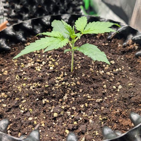 Northern Gaint growlog timeline photo