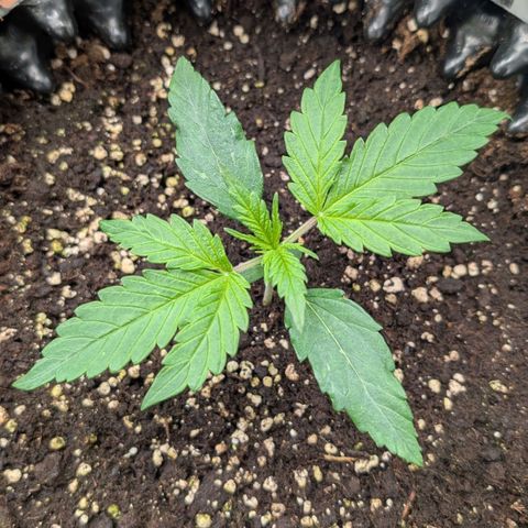 Northern Gaint growlog timeline photo