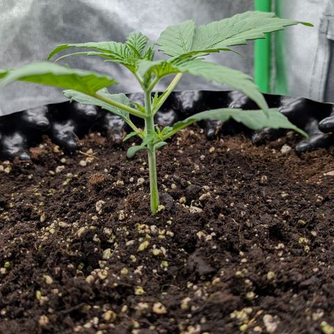 Northern Gaint growlog timeline photo