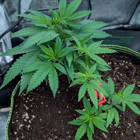 North Thunderfuck growlog timeline photo