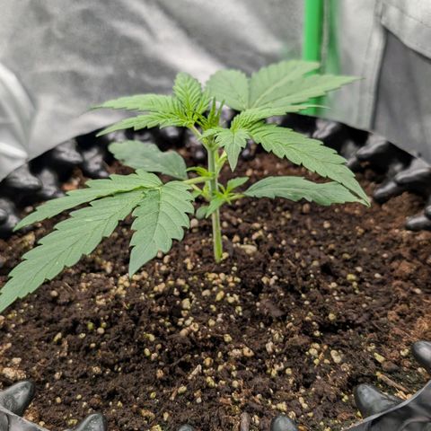 Northern Gaint growlog timeline photo