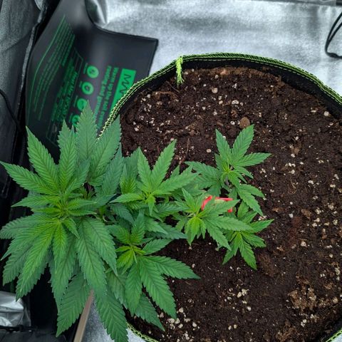 North Thunderfuck growlog timeline photo