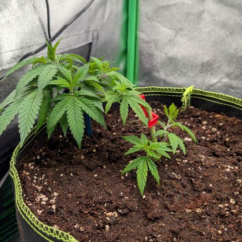 North Thunderfuck growlog timeline photo