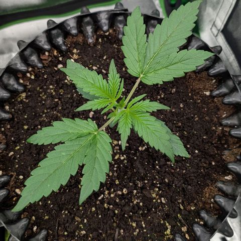 Northern Gaint growlog timeline photo