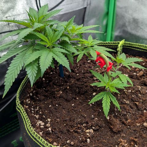 North Thunderfuck growlog timeline photo