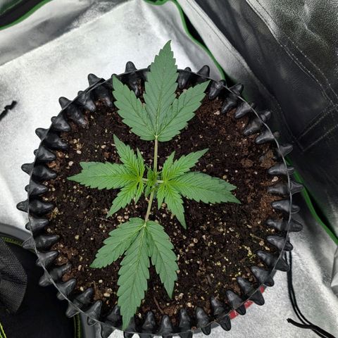 Northern Gaint growlog timeline photo