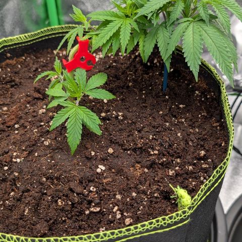 North Thunderfuck growlog timeline photo