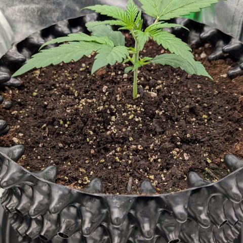 Northern Gaint growlog timeline photo