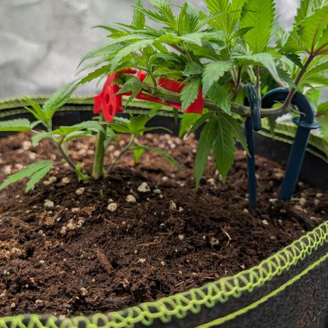 North Thunderfuck growlog timeline photo