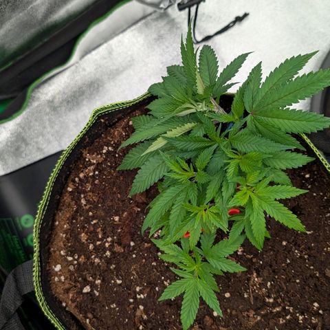 North Thunderfuck growlog timeline photo