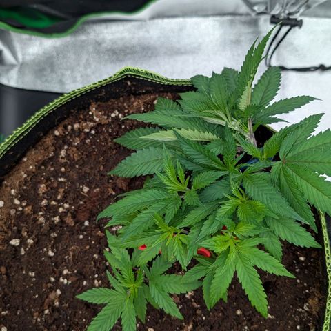 North Thunderfuck growlog timeline photo