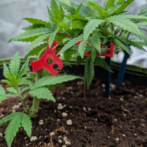 North Thunderfuck growlog timeline photo