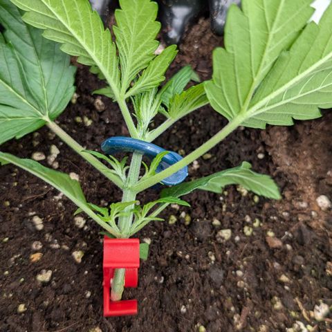 Northern Gaint growlog timeline photo