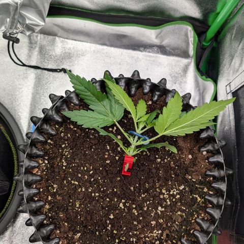 Northern Gaint growlog timeline photo