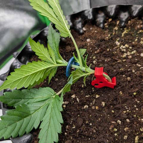 Northern Gaint growlog timeline photo