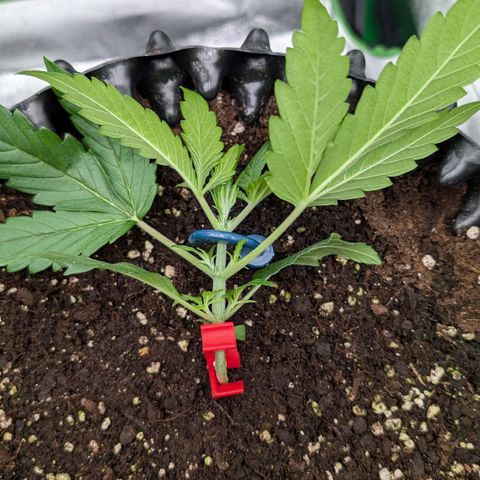 Northern Gaint growlog timeline photo