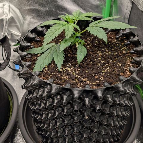 Northern Gaint growlog timeline photo