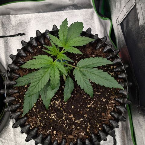 Northern Gaint growlog timeline photo