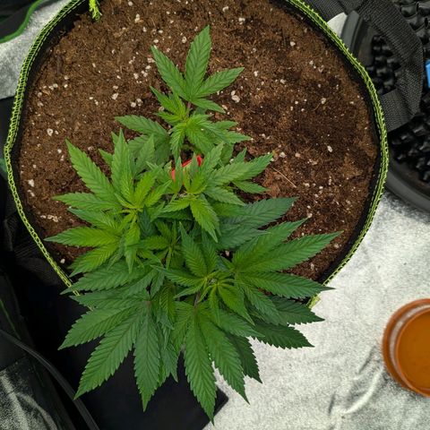 North Thunderfuck growlog timeline photo