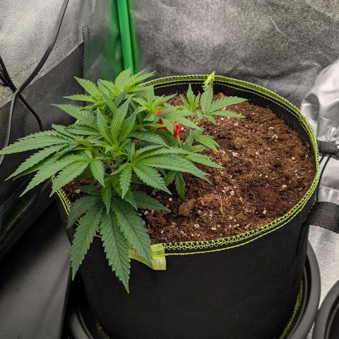 North Thunderfuck growlog timeline photo