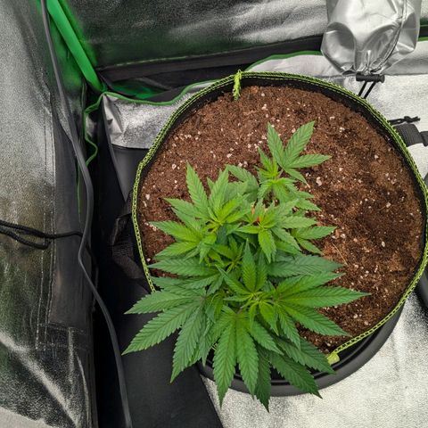 North Thunderfuck growlog timeline photo