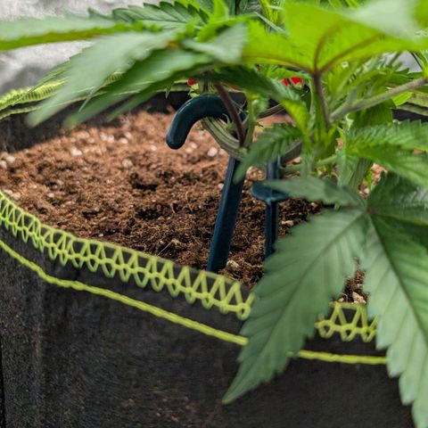 North Thunderfuck growlog timeline photo