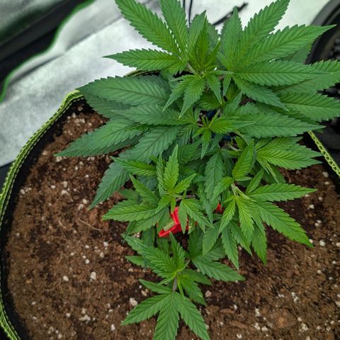 North Thunderfuck growlog timeline photo