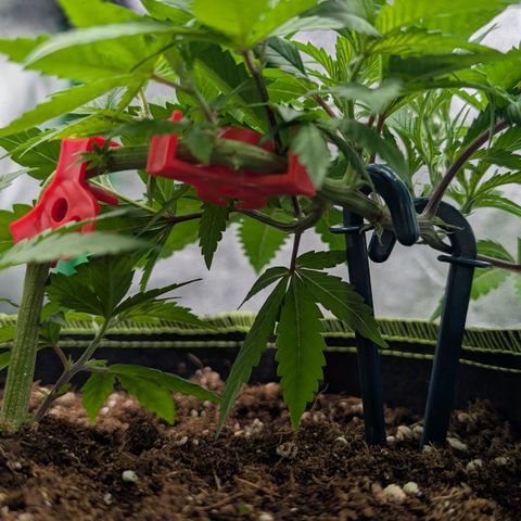 North Thunderfuck growlog timeline photo