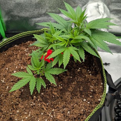 North Thunderfuck growlog timeline photo