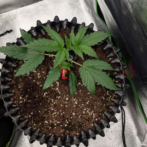 Northern Gaint growlog timeline photo