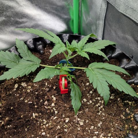 Northern Gaint growlog timeline photo
