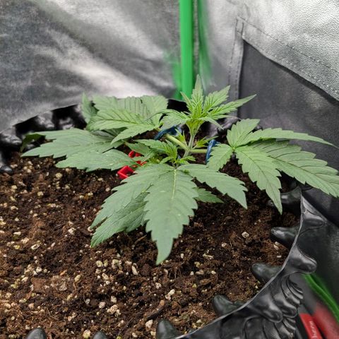 Northern Gaint growlog timeline photo