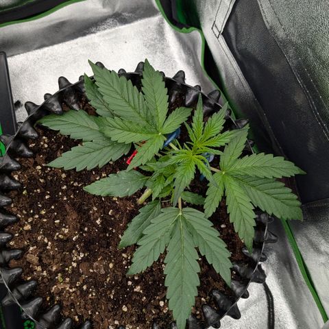Northern Gaint growlog timeline photo