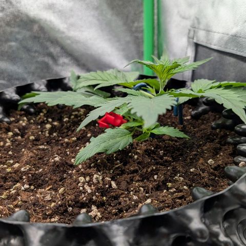 Northern Gaint growlog timeline photo