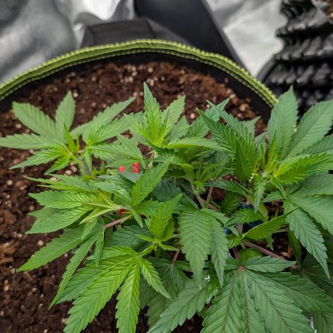 North Thunderfuck growlog timeline photo