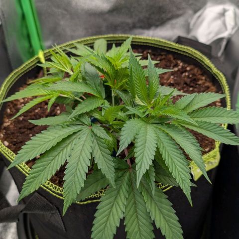 North Thunderfuck growlog timeline photo