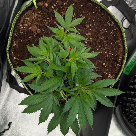 North Thunderfuck growlog timeline photo