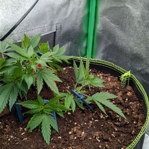 North Thunderfuck growlog timeline photo