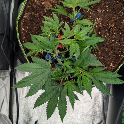 North Thunderfuck growlog timeline photo