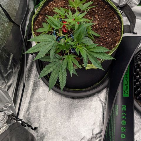 North Thunderfuck growlog timeline photo