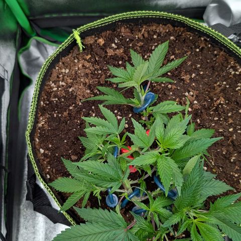 North Thunderfuck growlog timeline photo